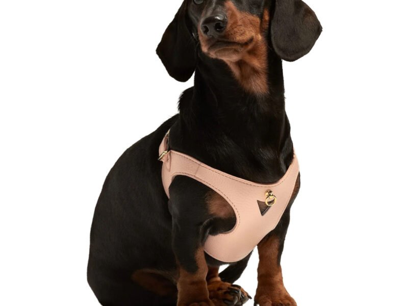 Branni Pets Juno Designer Hundesele Melon