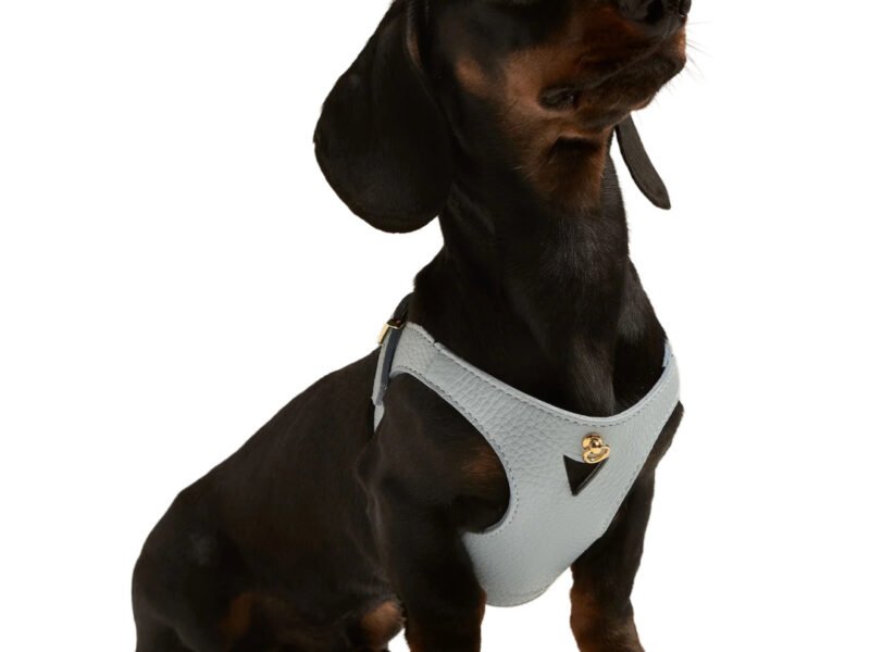 Branni Pets Juno Designer Hundesele Lyseblå