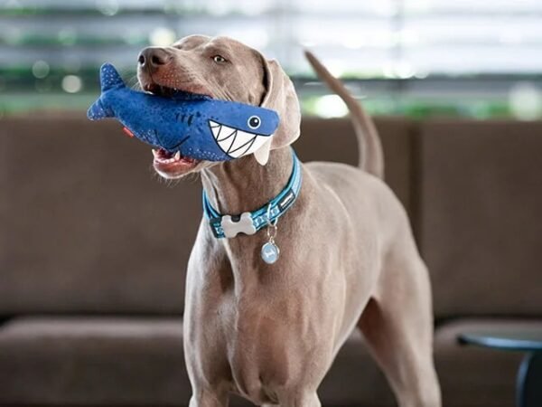 Red Dingo Durables "Steve The Shark" - Image 2