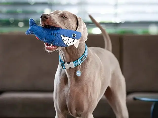 Red Dingo Durables "Steve The Shark" - Billede 2