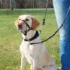 Trixie Top-Trainer Snudesele Træningssele