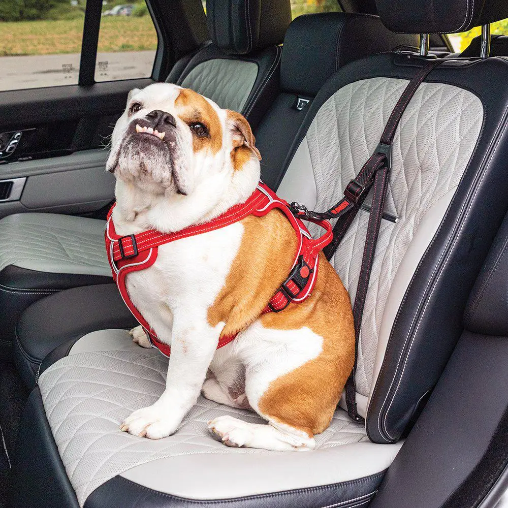 KONG Travel Ultimate Safety ISOFIX Bilsædestrop - Billede 4