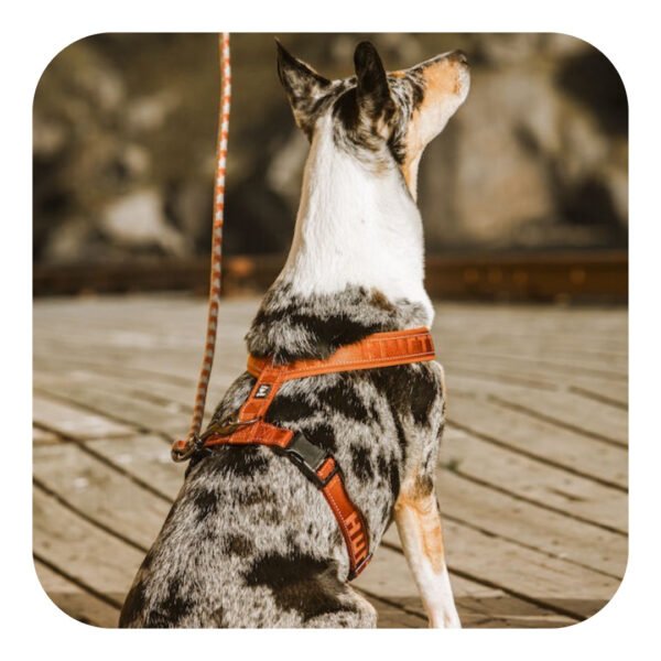 Hurtta Casual Y-Sele Cinnamon Kobberfarvet Hundesele - Image 5