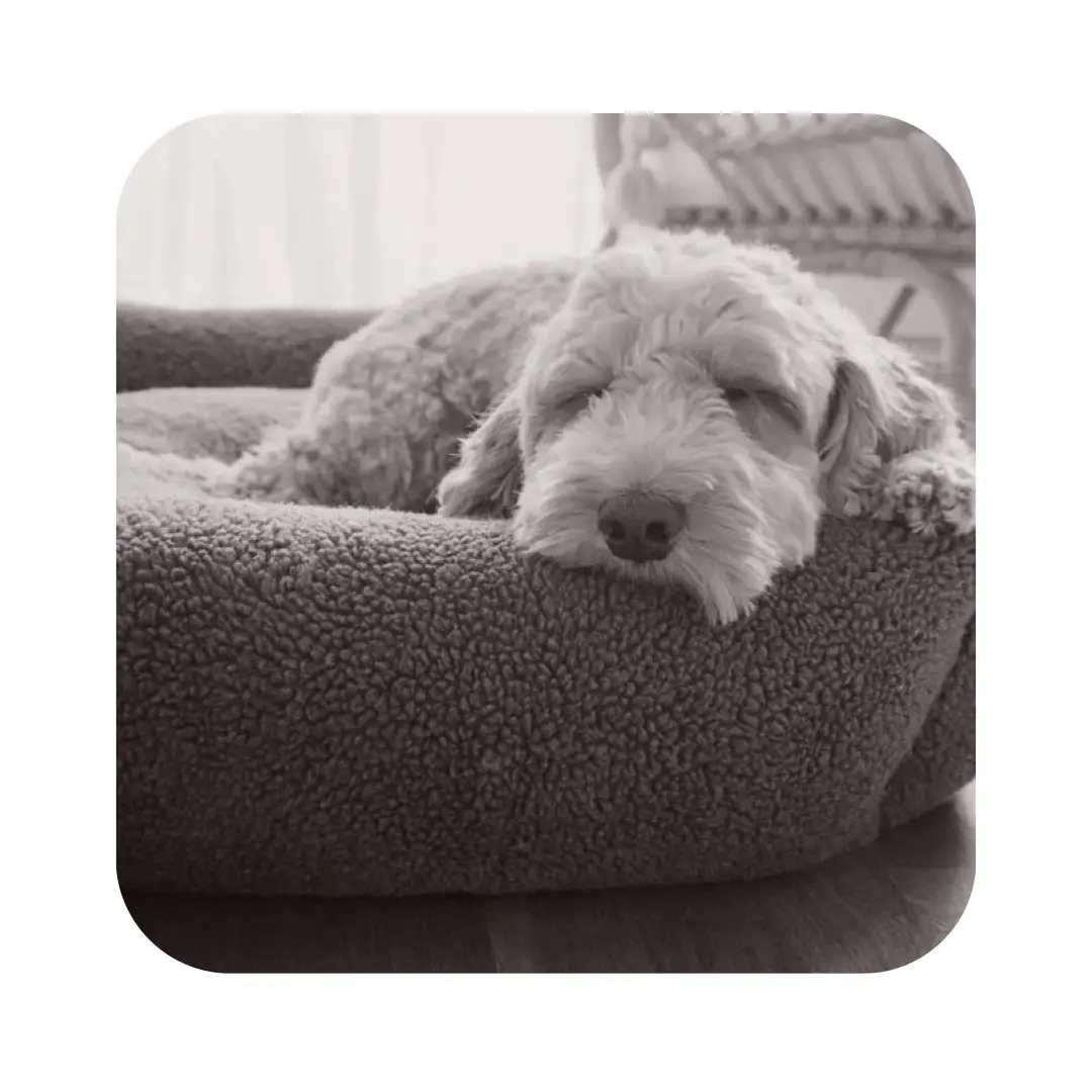Swaggin Tails Drömmig Luksus Hundeseng Rainy Grey - Billede 3
