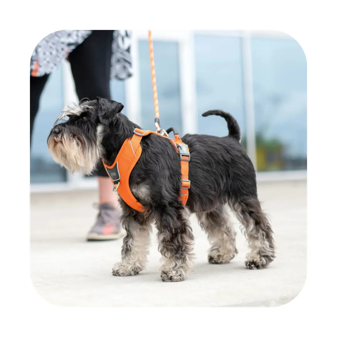 Dog Copenhagen Comfort Walk Pro Hundesele Orange - New Design - Billede 5