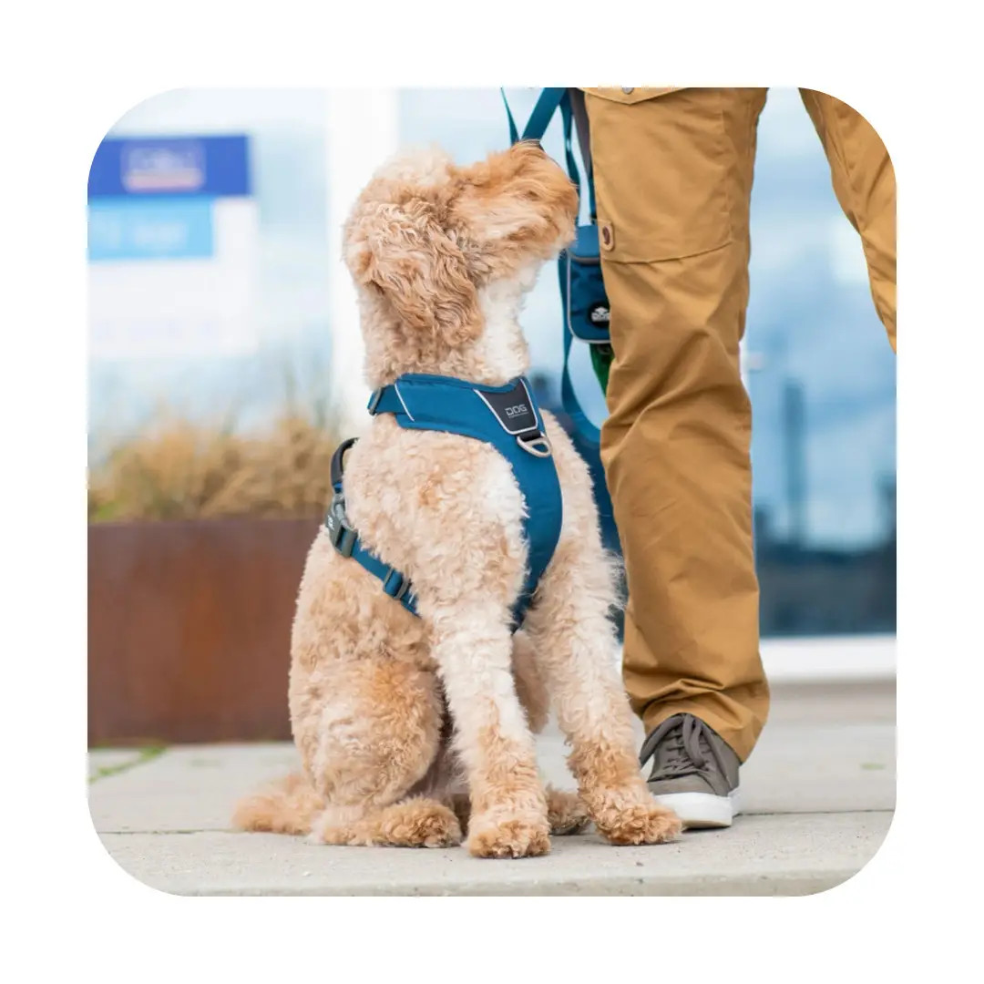 Dog Copenhagen Comfort Walk Pro Hundesele Blå - New Design - Billede 5