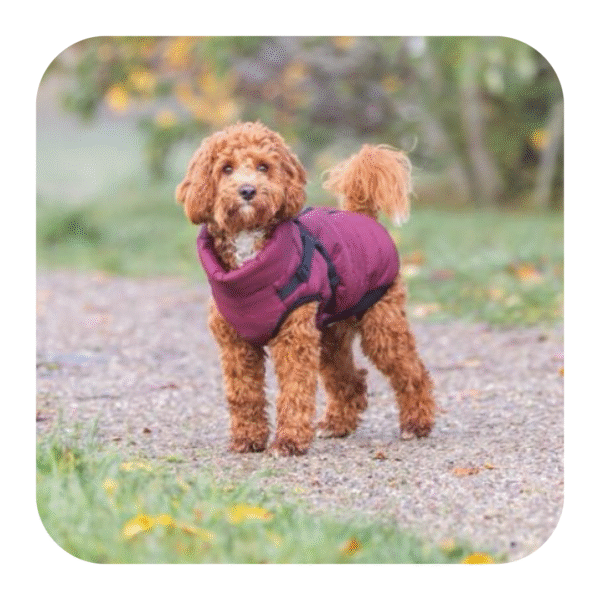 Trixie Pirou Bordeaux Hundejakke Med Sele - Image 5