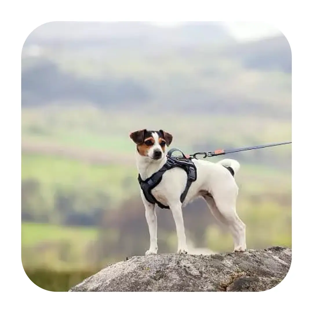 Seleverkstedet Comfort Sporsele Hundesele Grå/Sort - Billede 6