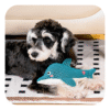 Hugsmart Fuzzy Friends Delfinen Delle Hundelegetøj