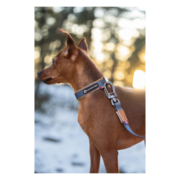 Seleverkstedet Secure Hundehalsbånd Grå - Image 3