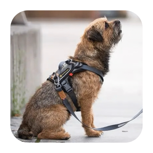 Seleverkstedet Comfort Sporsele Hundesele Grå/Sort - Image 5