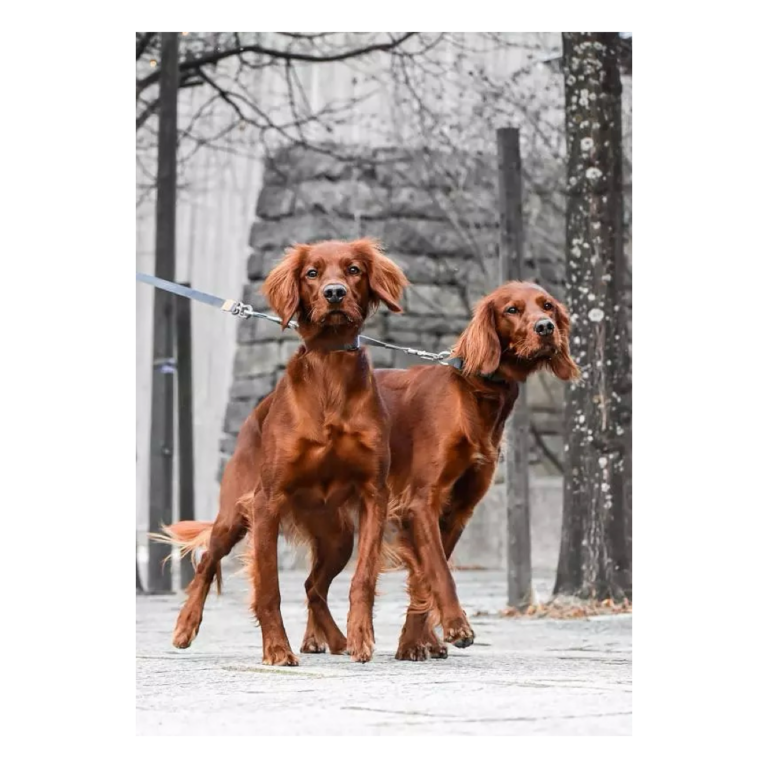 Seleverkstedet Twin Splitter Kobbel Hundesnor Til To Hunde Grå