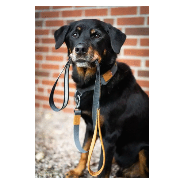 Seleverkstedet Link Hundesnor Grå Med Vegansk Læderhåndtag - Image 4