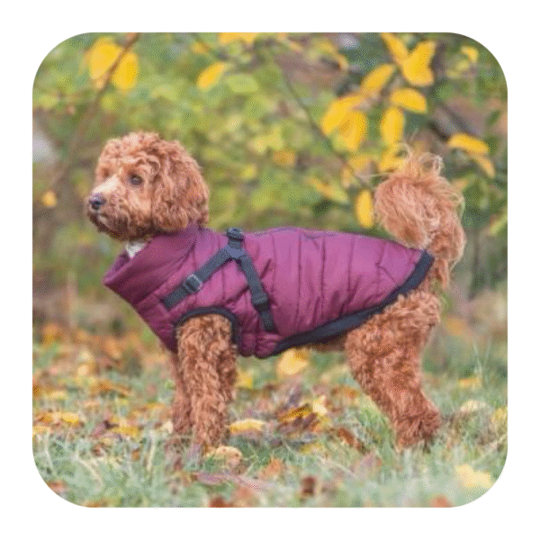 Trixie Pirou Bordeaux Hundejakke Med Sele - Image 7