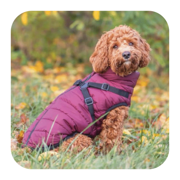 Trixie Pirou Bordeaux Hundejakke Med Sele - Image 6