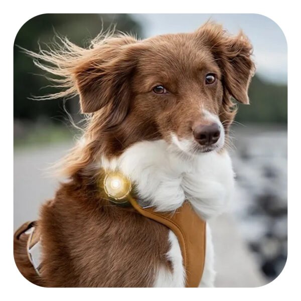 Orbiloc Dual Dog Safety Light Gold Hundelygte - Image 5