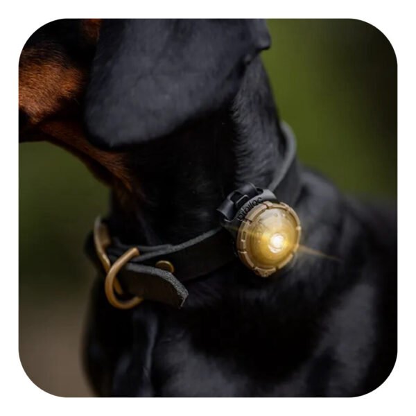 Orbiloc Dual Dog Safety Light Gold Hundelygte - Image 6