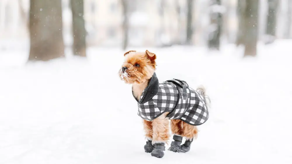 hund vinter