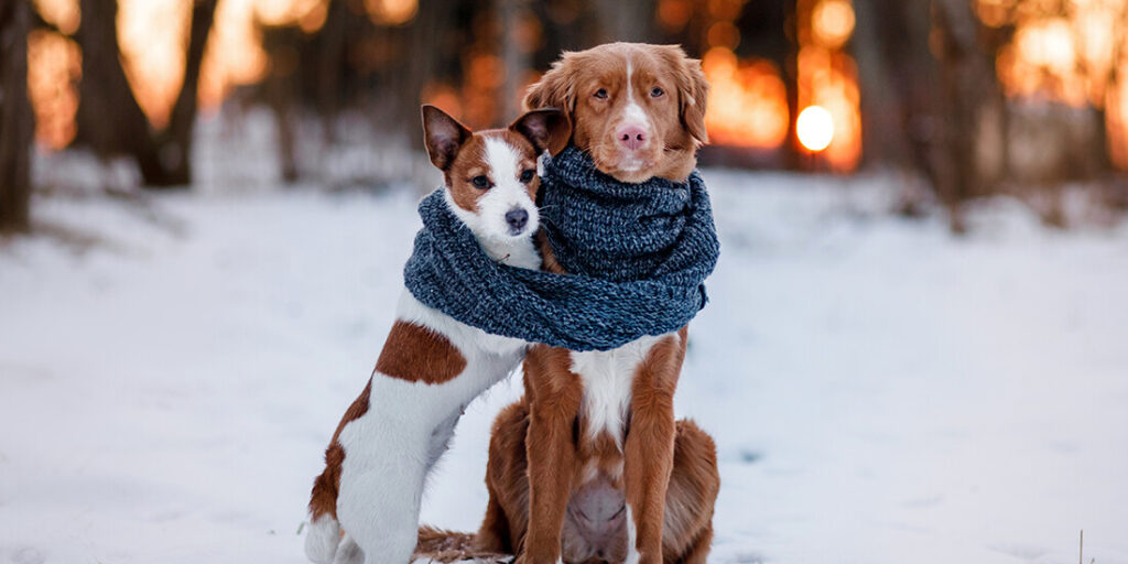 vinter hunde