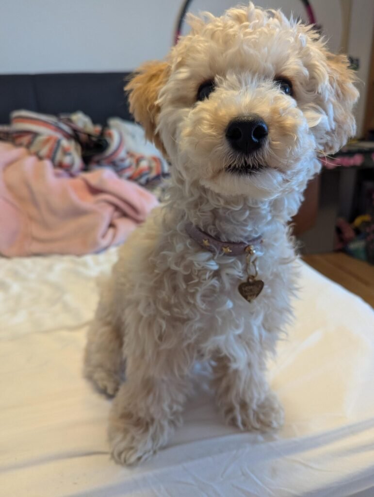 Image #1 from Julie Mindedal Haugaard