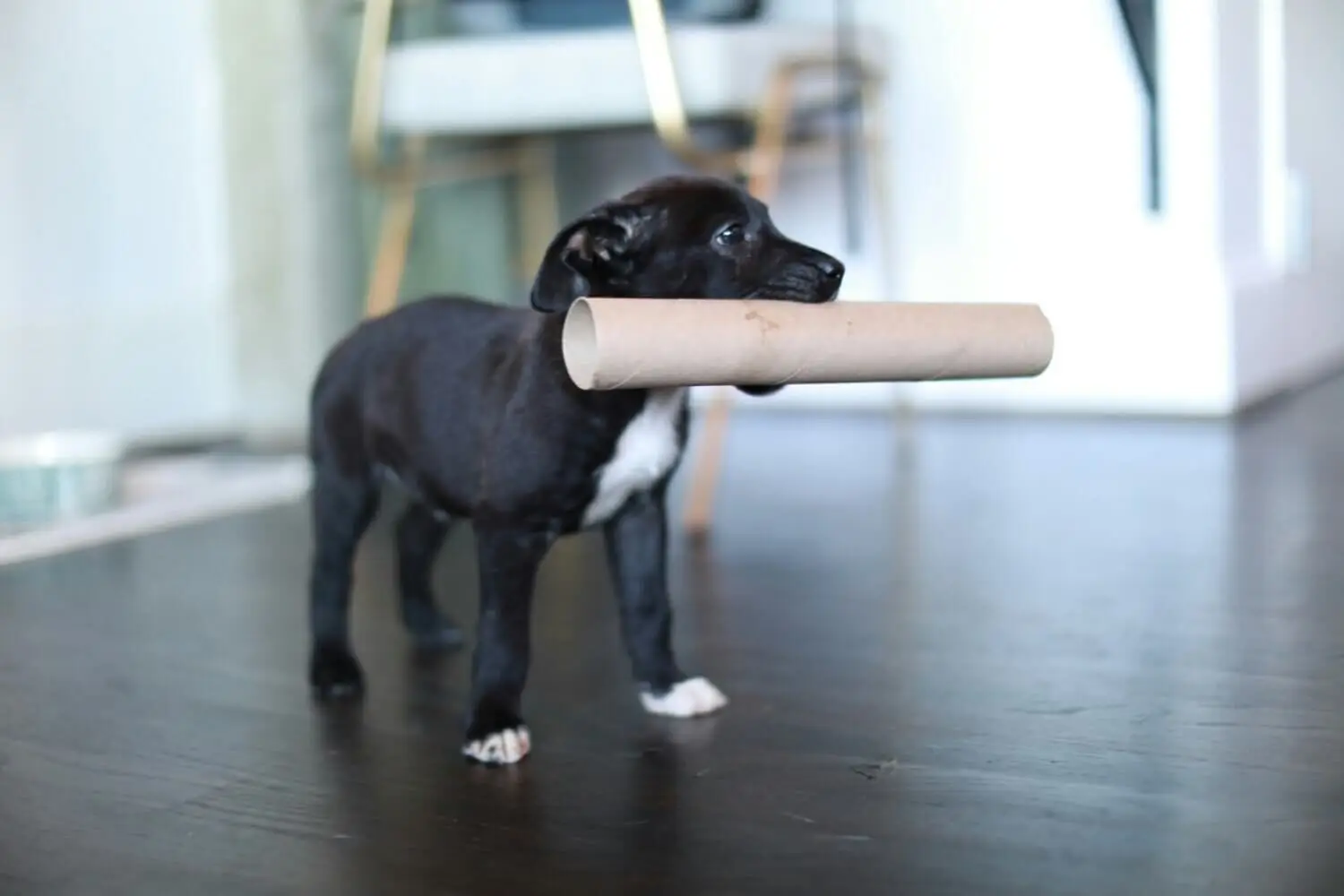 Leg og træning med første hund