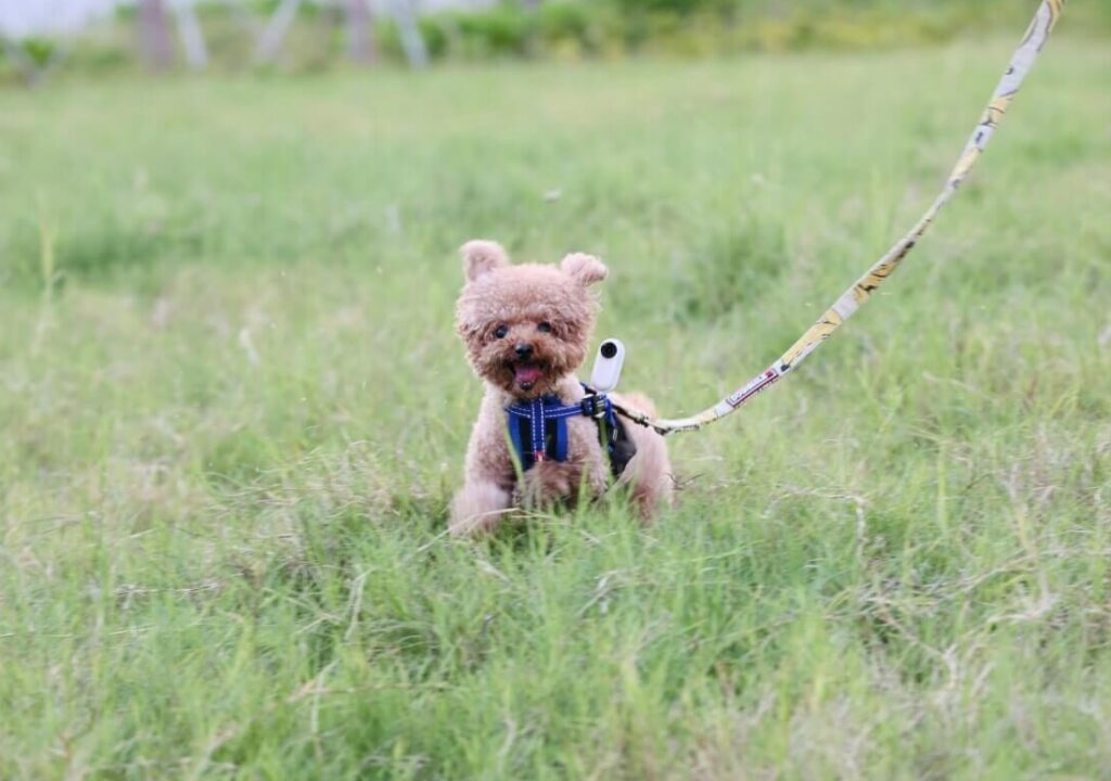 Min første hundehvalp