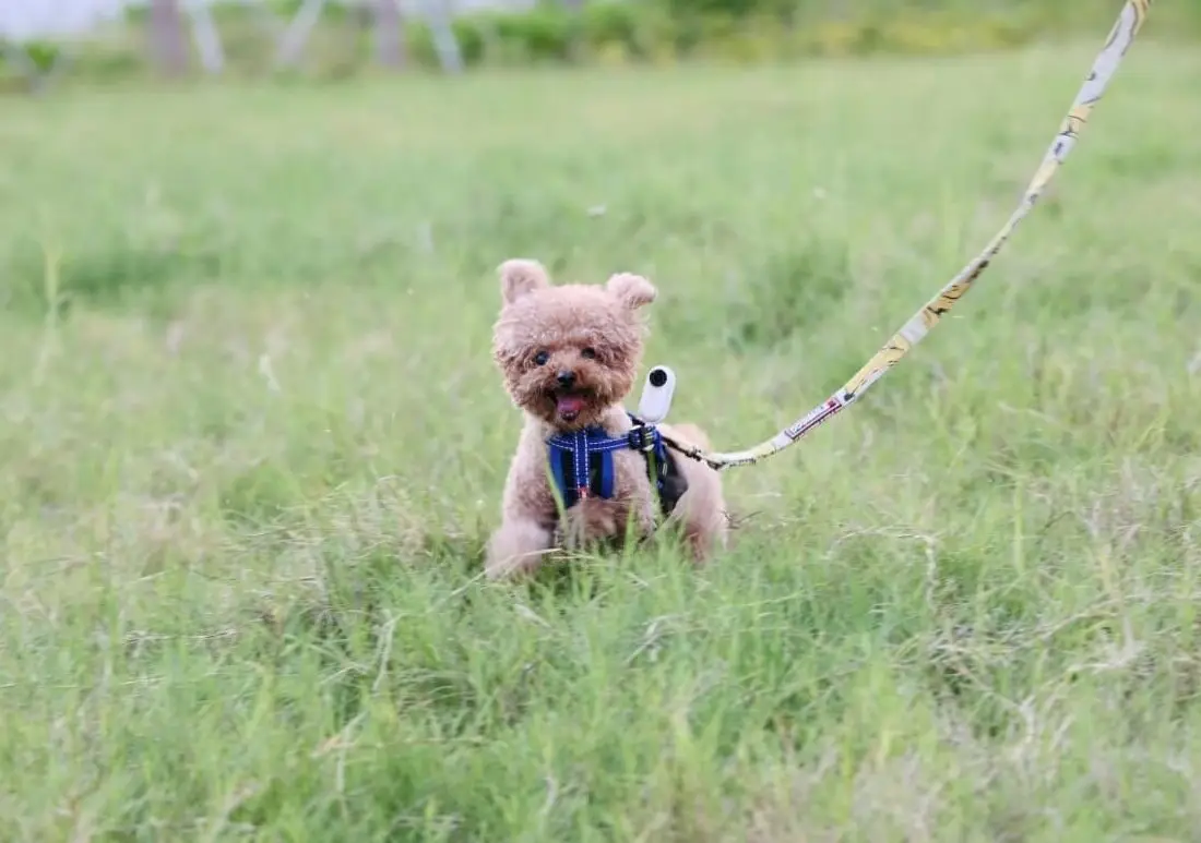 Min første hundehvalp