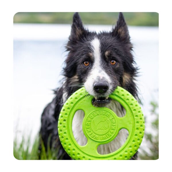 Kiwi Walker Legetøj Frisbee Maxi Flydende Hundelegetøj - Billede 6