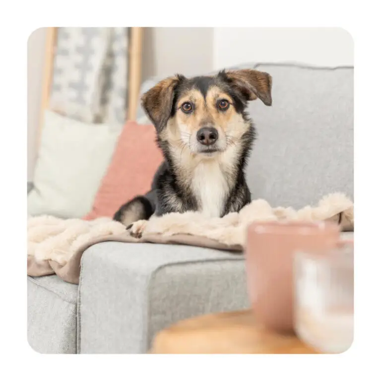 Trixie Luksus Hundetæppe Imiteret Pels Beige