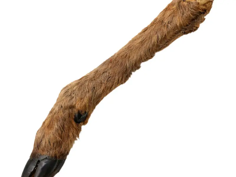 Tørret Rådyrben Med Pels Natursnack