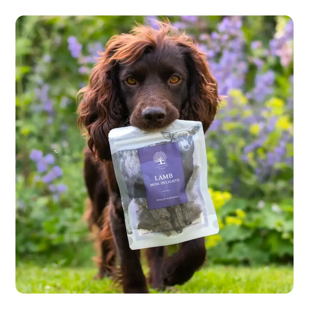 Essential Lamb Mini Delights Træningsgodbidder 100 g - Billede 2