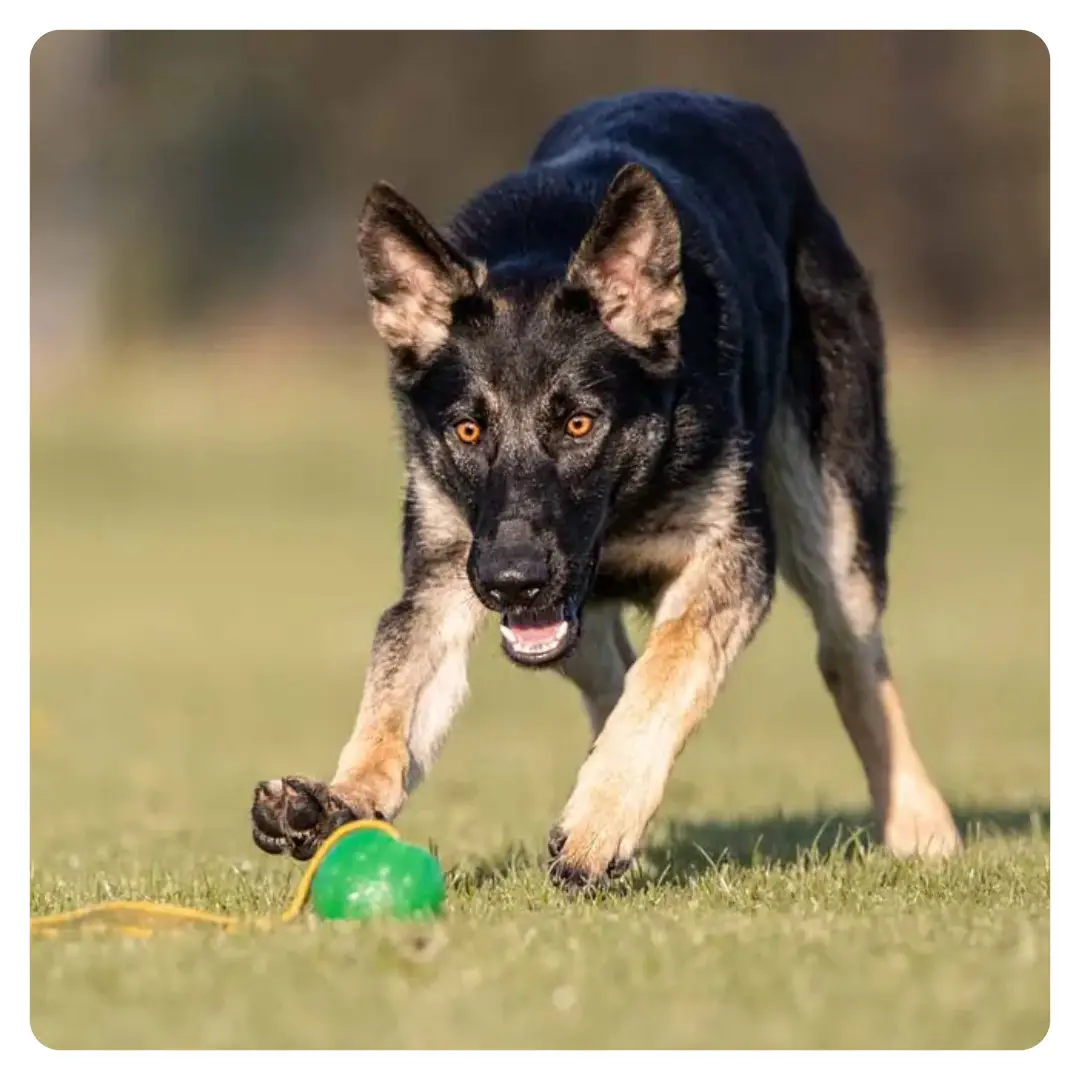 Starmark Gripcord Chew Ball Medium Træningsbold - Billede 2