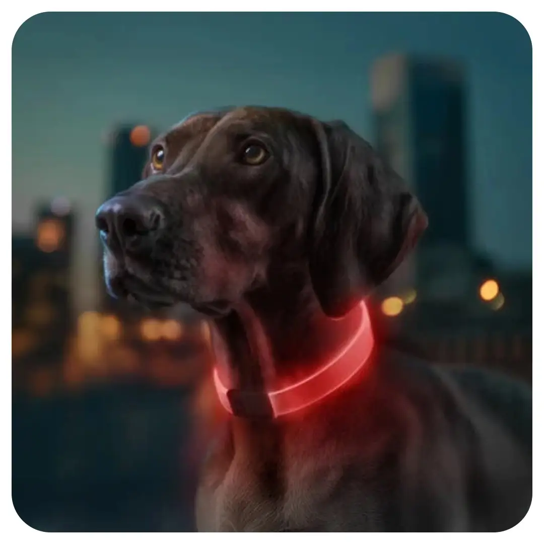 Waudog Genopladelig LED Lyshalsbånd - Billede 4