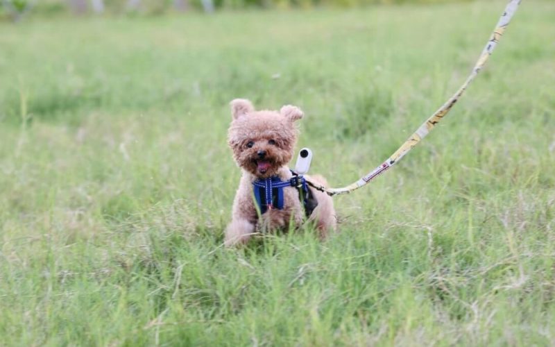 Min første hundehvalp