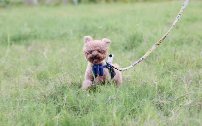 Min første hundehvalp