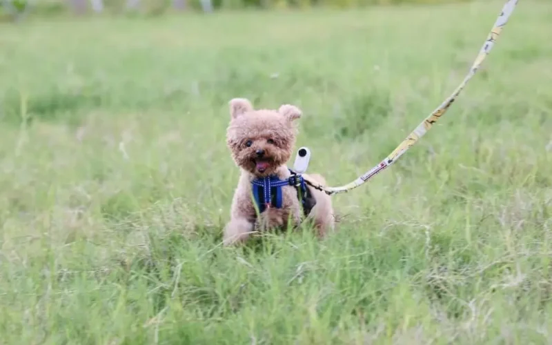 Min første hundehvalp