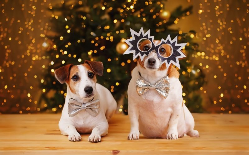 Cute friends dog in party glasse celebrates theNew year. New Year, Christmas concept.