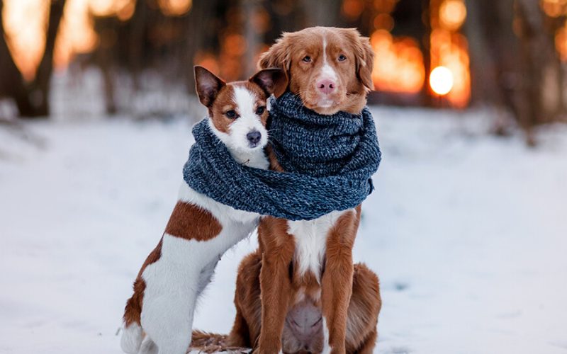 vinter hunde